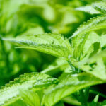 Thảo dược và vitamin: đồng minh tự nhiên của hệ miễn dịch