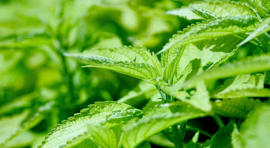 Thảo dược và vitamin: đồng minh tự nhiên của hệ miễn dịch